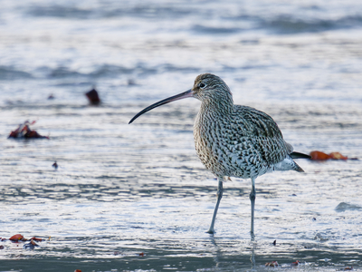 Curlew